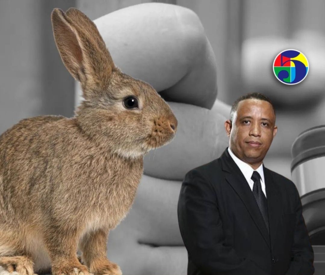 video:-fiscal-tras-criticas-por-prision-contra-ladron-de-conejo-en-moca-dice-que-este-tenia-sector-en-zozobra