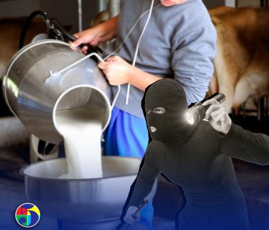 productor-denuncia-que-empleado-robaba-40-litros-de-leche-diarios-durante-un-ano