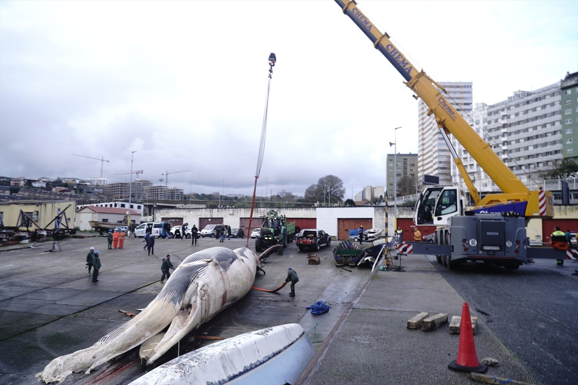 ballena-muerta-de-21-metros-es-retirada-del-muelle-de-oza