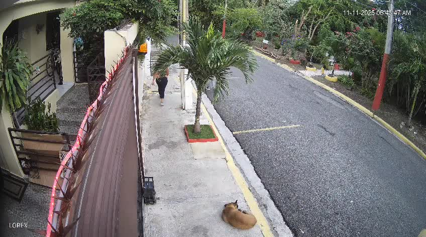 presentacion-periodica-para-hombre-captado-envenenando-perros-en-villa-mella