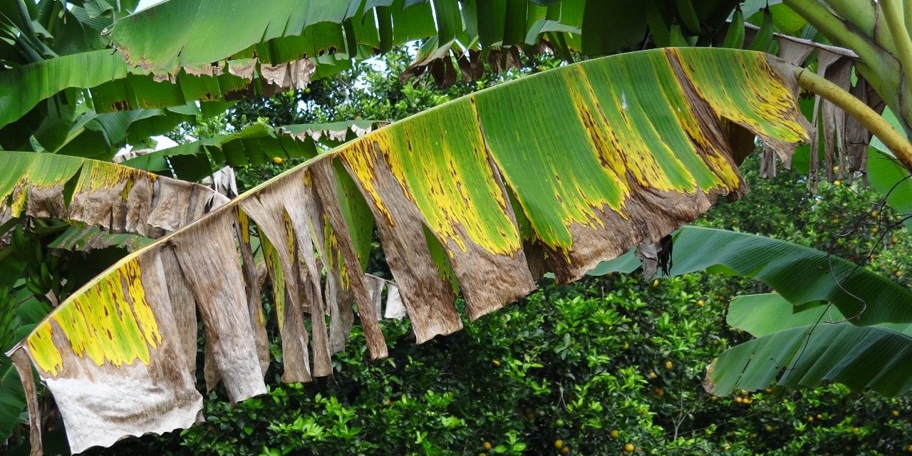 video:-agricultor-japones-en-azua-alerta-sobre-enfermedad-que-amenaza-cultivos-de-platano-y-guineo