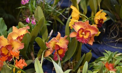 cascada-de-orquideas-llenara-de-color-el-jardin-botanico-en-marzo