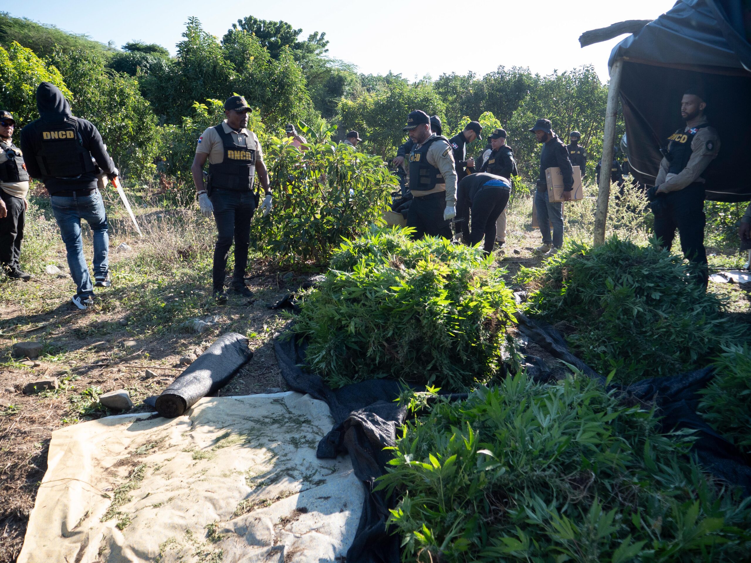 activan-busqueda-de-dueno-de-terreno-y-2-haitianos-tras-hallazgo-de-extensa-plantacion-de-marihuana
