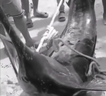 video:-pescadores-atrapan-pez-marlin-de-gran-tamano-en-villa-isabela,-puerto-plata