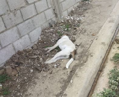 reportan-envenenamiento-de-animales-en-comunidad-de-constanza