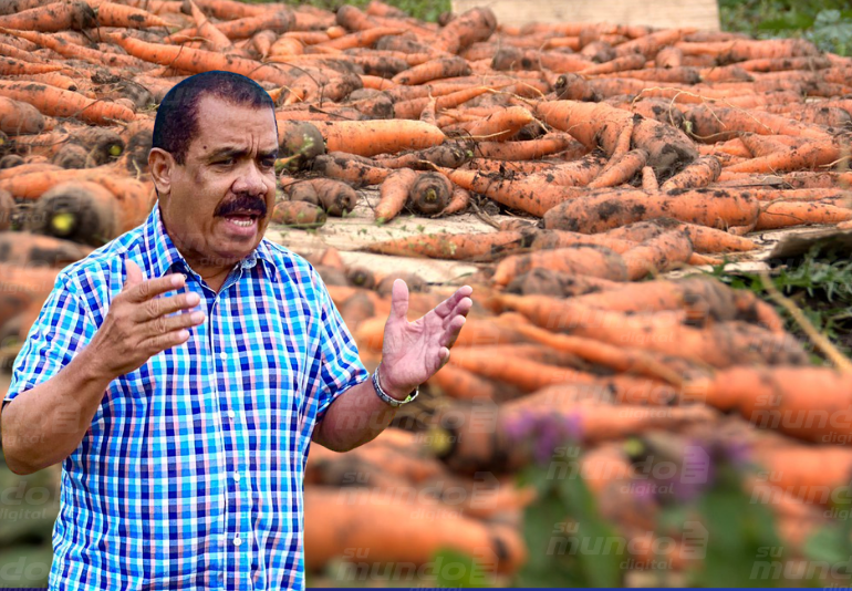 pld-asegura-gobierno-lleva-a-la-quiebra-a-productores-de-zanahorias