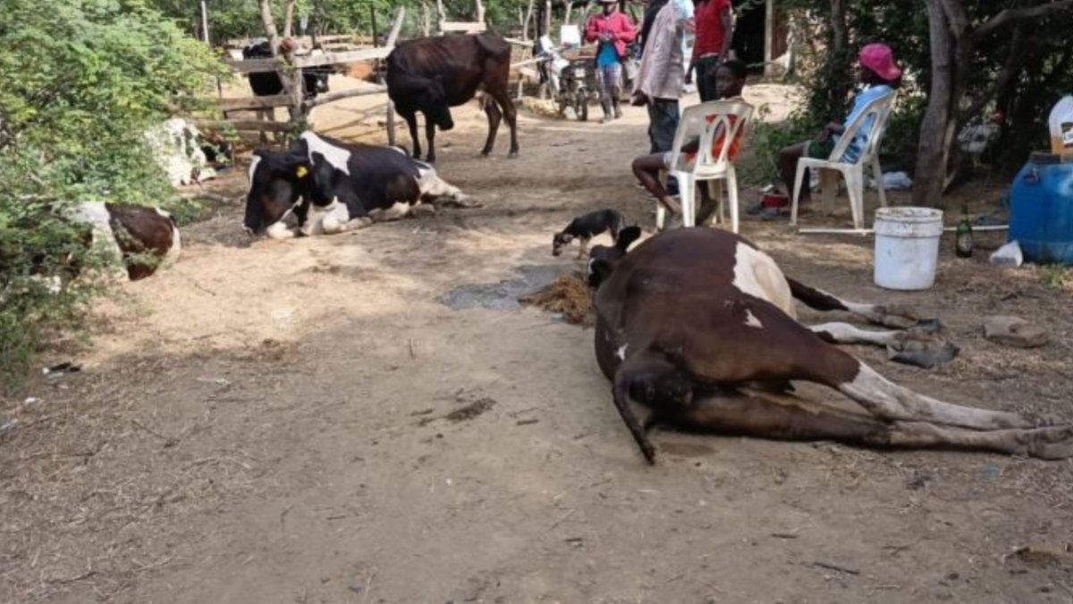 indagan-causas-muerte-de-vacas
