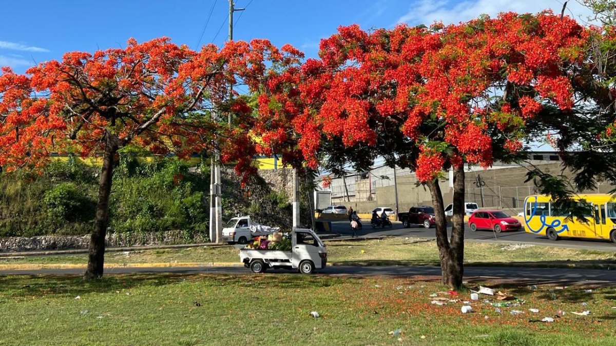 el-verdor-y-los-colores-de-las-flores-en-las-vias-de-la-ciudad-mitigan-el-caos-del-asfalto-y-bullicio-capitaleno