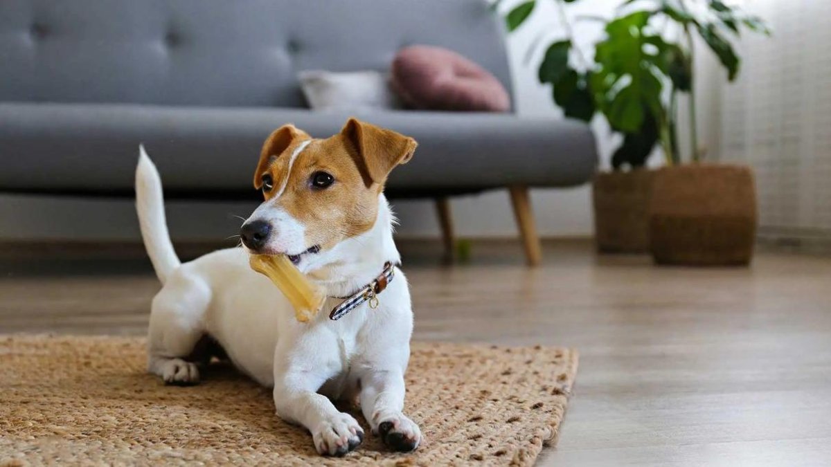 ¿esta-tu-mascota-bien-alimentada?-expertos-revelan-errores-comunes-que-afectan-su-salud