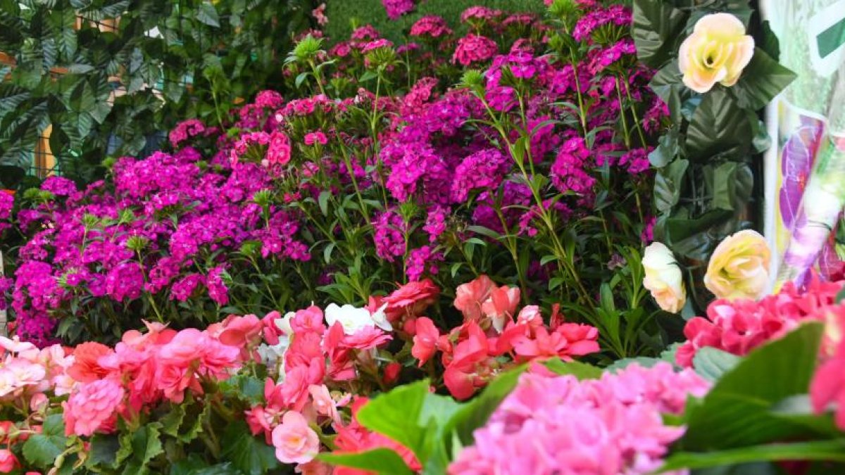 jarabacoa-florece-con-la-celebracion-de-la-15a-edicion-del-festival-de-las-flores-2026