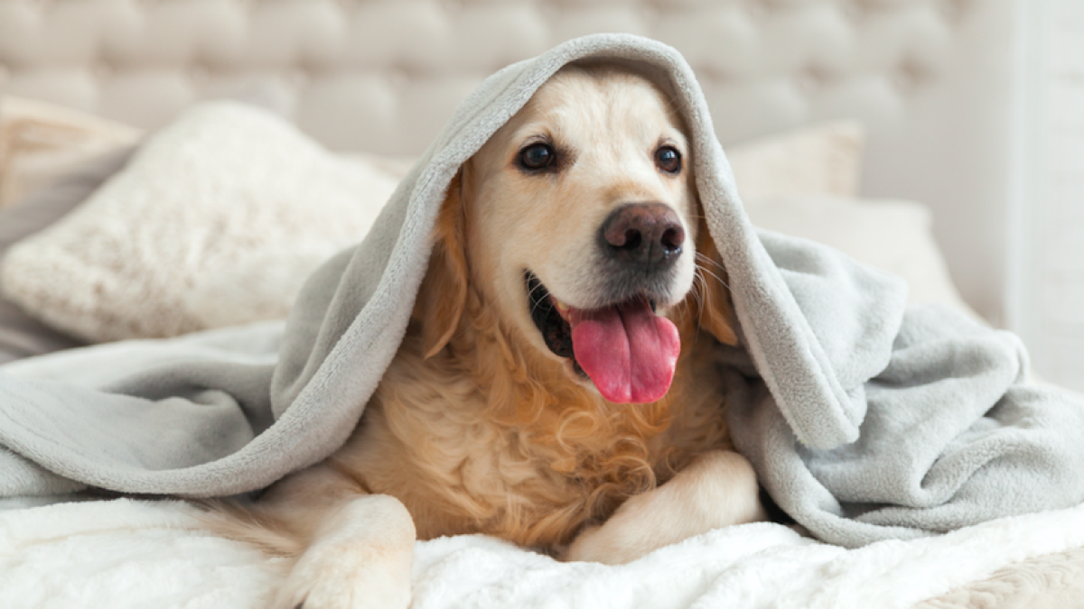 ¿nueva-mascota-en-casa?-claves-para-ayudarlos-a-adaptarse-sin-estres