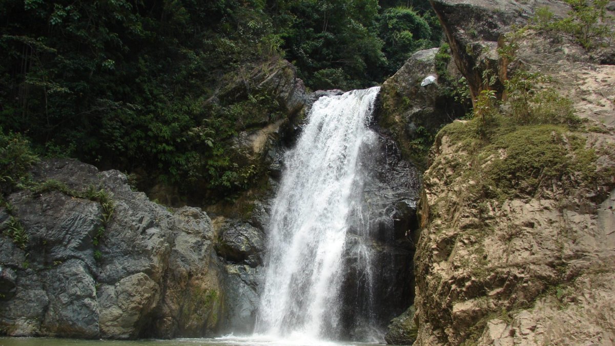 anuncian-programa-para-proteccion-de-los-bosques-de-rd
