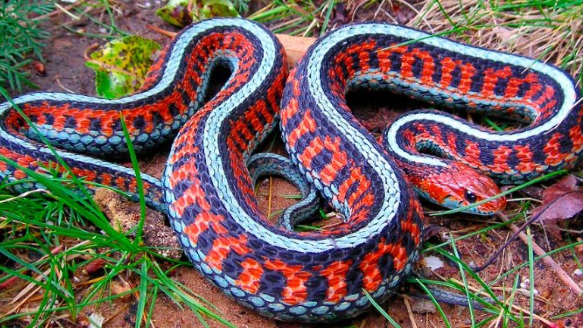¿por-que-la-biblia-difama-a-la-serpiente-en-el-mito-de-la-creacion-del-mundo?