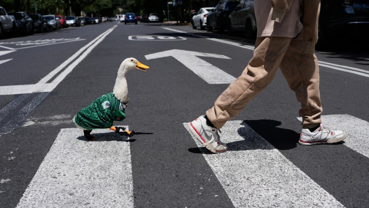 merlin,-el-pato-de-las-calles-de-ciudad-de-mexico,-se-convierte-en-la-mascota-viral-del-mundial