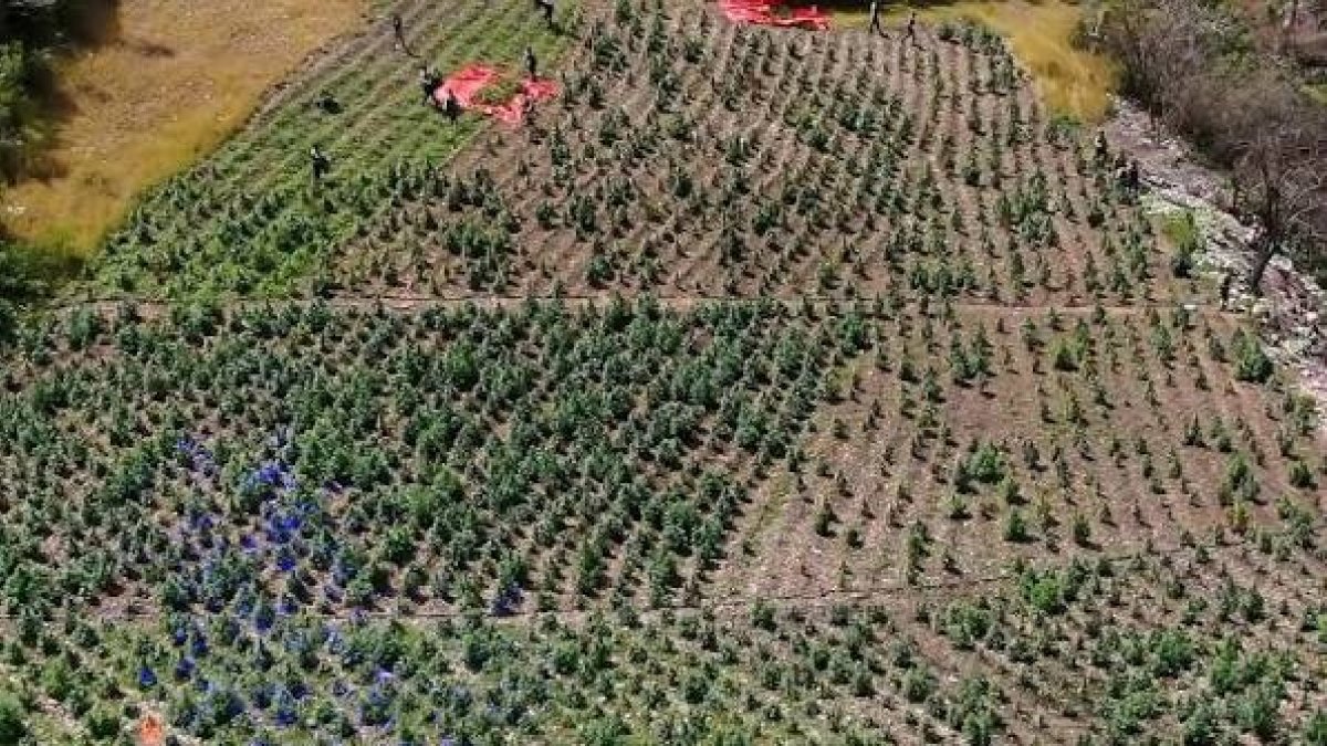 ocoa-y-bani:-epicentro-de-cultivos-marihuana-en-rd;-decomiso-de-20,227-matas-en-6-meses