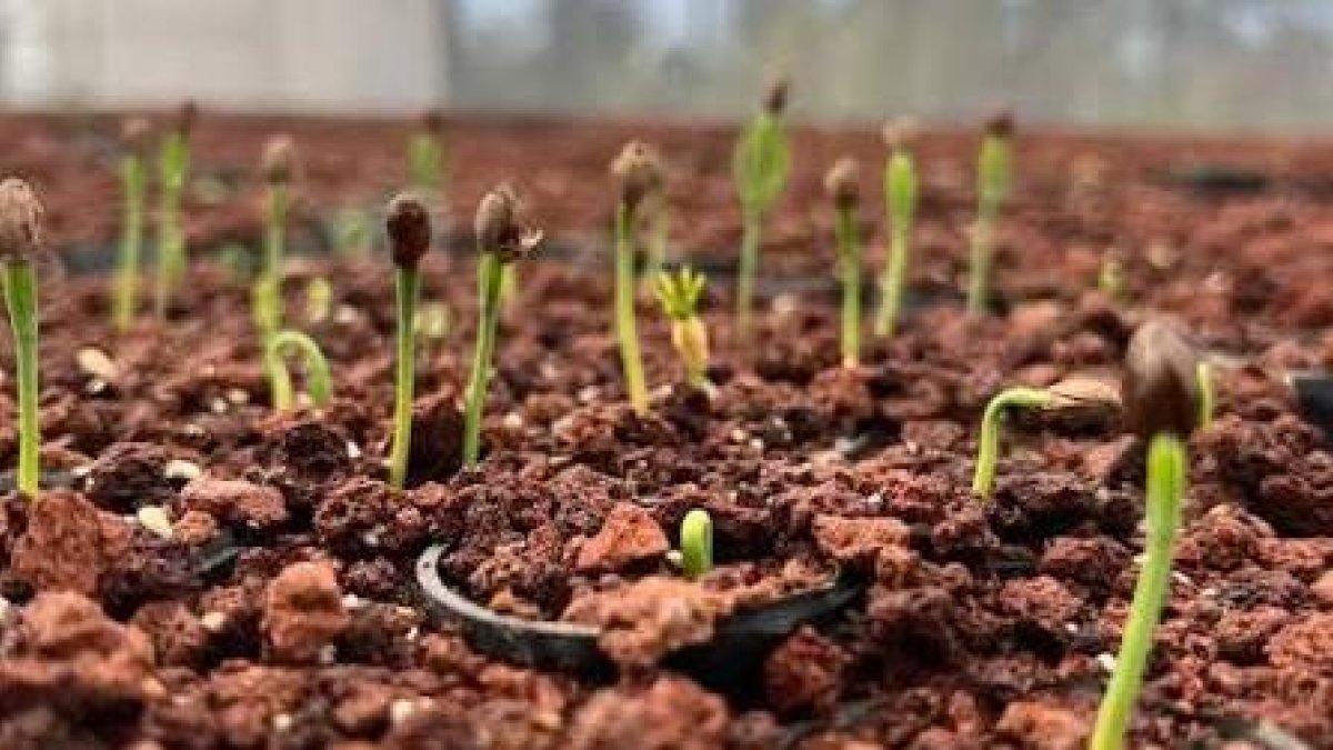 mencieros-piden-vivero-y-plantas-frutales-para-impulsar-su-comunidad-en-pedernales