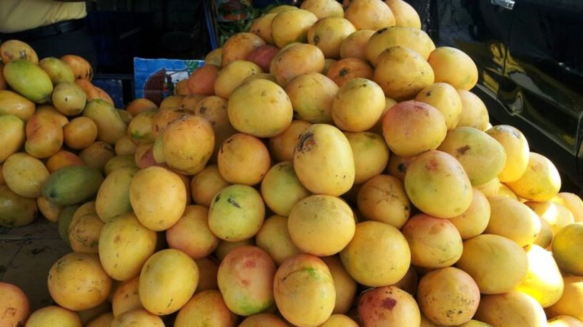 crisis-del-mango-en-bani:-productores-temen-perdidas-millonarias-y-cuestionan-descuido-de-agricultura