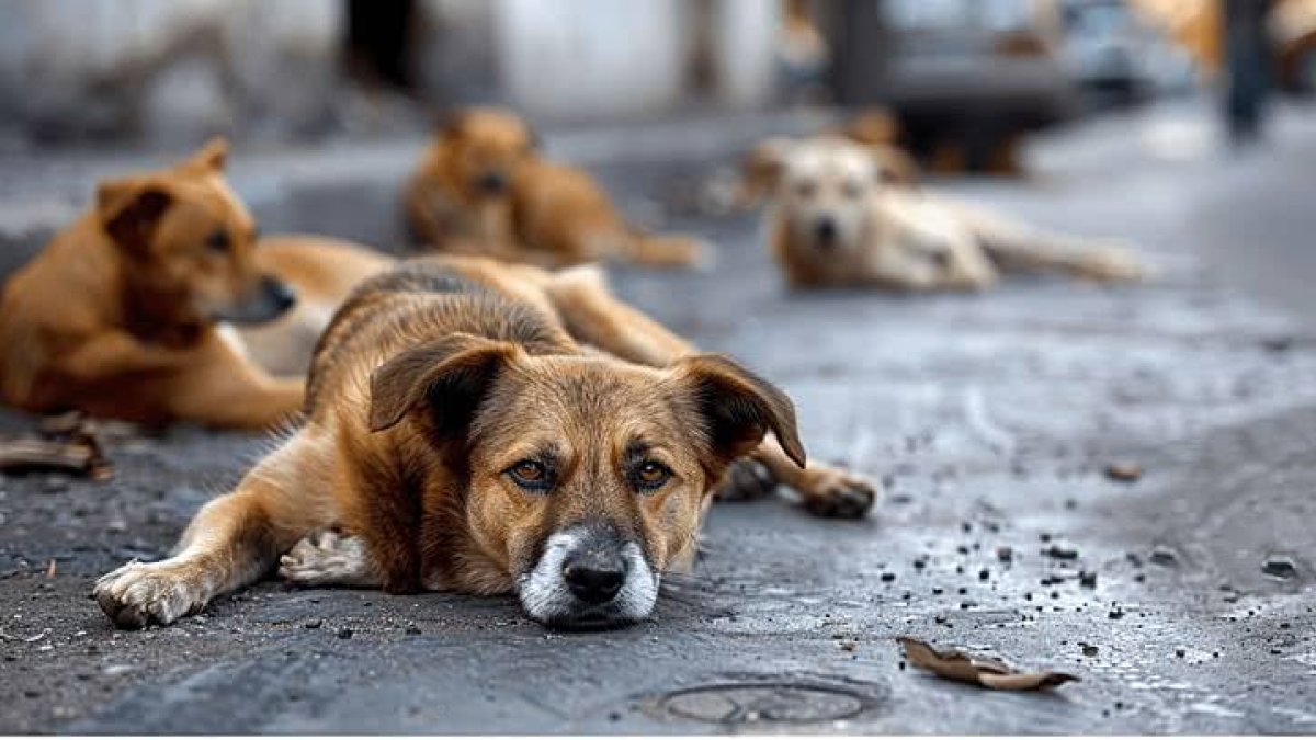 miles-de-perros-siguen-en-las-calles:-la-deuda-pendiente-del-estado-con-el-bienestar-animal