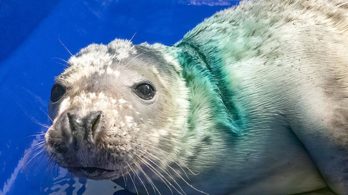 salvan-a-una-foca-con-una-red-de-pesca-incrustada-en-el-cuello