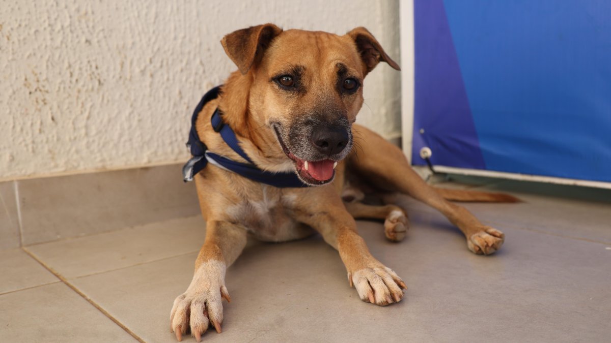 los-perros-del-centro-olimpico-conquistan-el-carino-de-todos-en-santo-domingo-2026