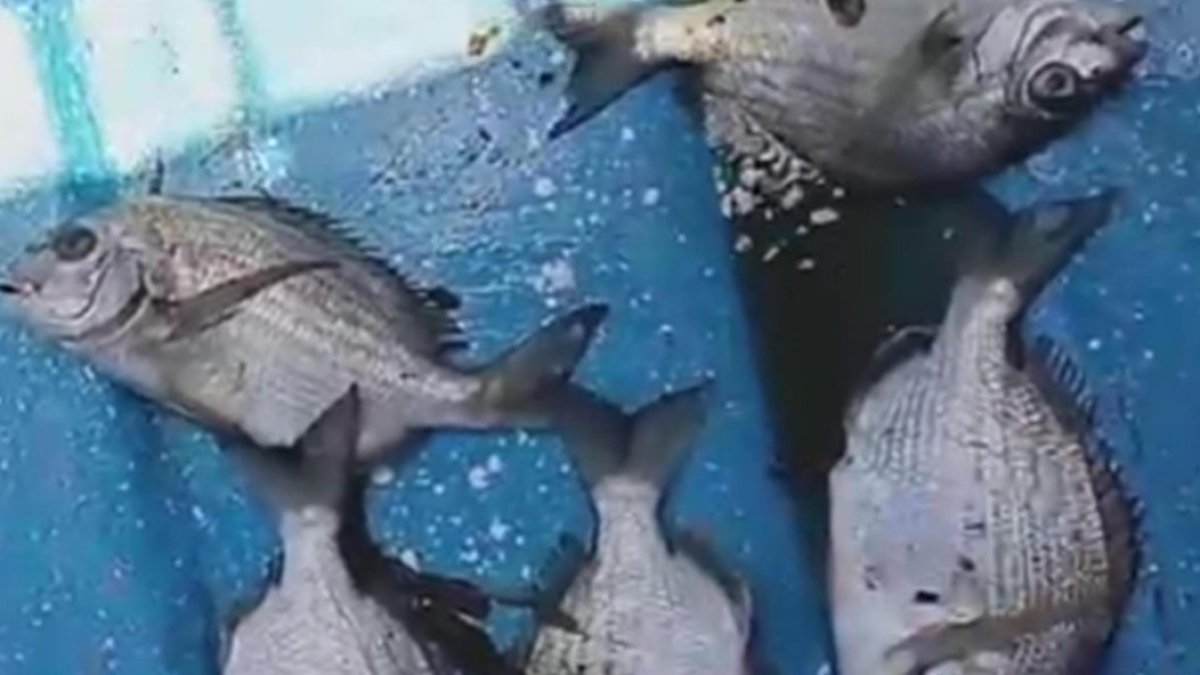 denuncian-4-barcazas-de-electricidad-provocan-muertes-de-peces-en-la-bahia-de-puerto-viejo,-azua