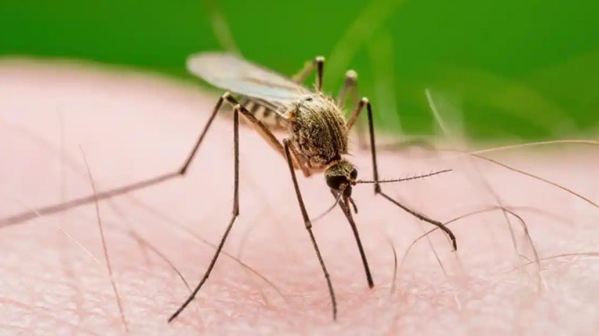 reportan-en-nyc-primer-caso-del-virus-del-nilo-occidental-en-este-ano