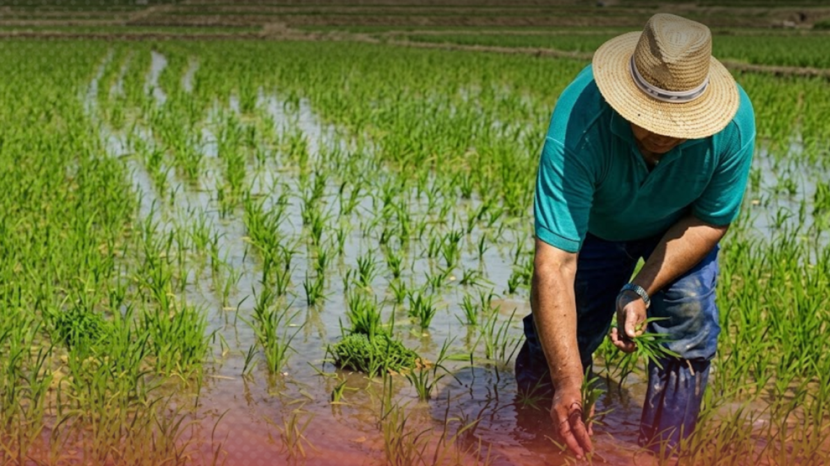 siembra-de-arroz-en-republica-dominicana-cae-11-%-en-el-primer-semestre-de-2026
