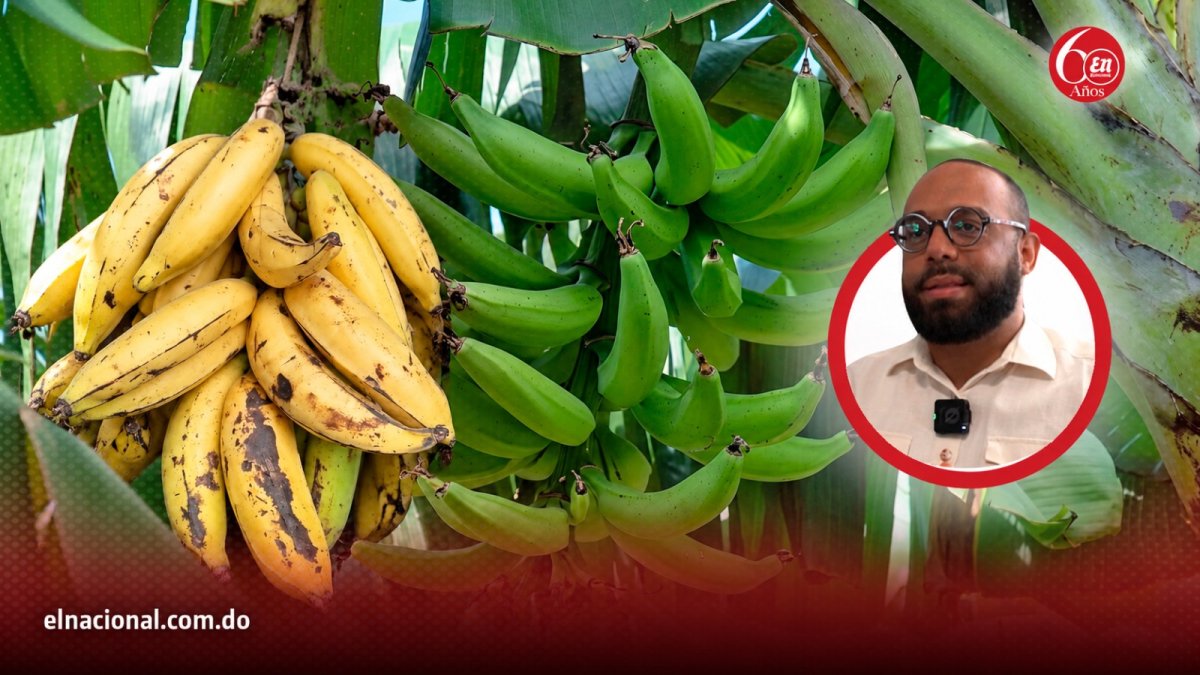 El dilema popular: ¿Es el plátano un vívere o una fruta?